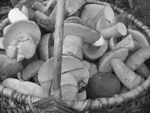 basket, mushrooms, forester, robust