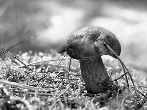 forester, bolete, fleece