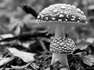 Red toadstool, fleece, forester, mushrooms