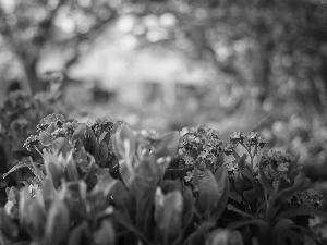 Flowers, Forget, blurry background, Blue