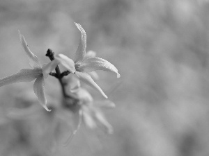 forsythia, Yellow, Flowers