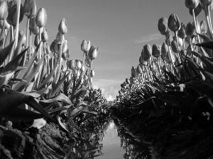 Tulips, Mud, fossa, Field