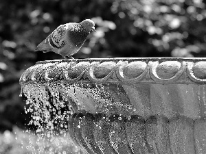 pigeon, fountain