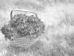 Clovers, basket, four-leaf