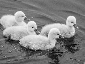 Swan, little doggies, four