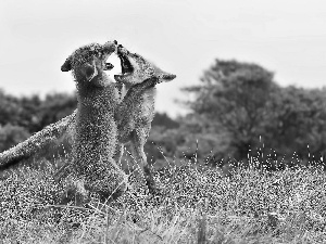 fox, Meadow, fighting