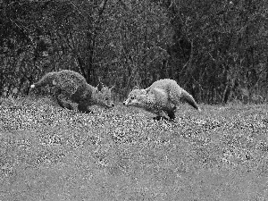 Meadow, little doggies, fox