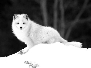 White, fox