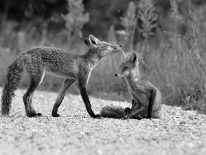 grass, Two cars, foxes