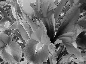 Leaf, Fractalius, color, Irises, Flowers