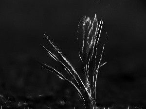 crocus, Fractalius