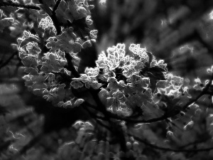 Flowers, fruit, Fractalius, trees