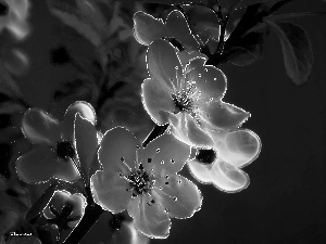 Fractalius, Spring, Flowers