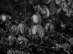 Flowers, Fractalius