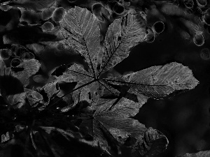 Fractalius, Red, Leaf