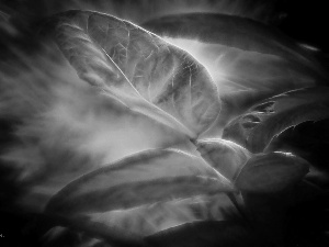 Leaf, Fractalius