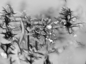 plants, Fractalius