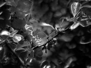 Red, quinces, Fractalius, Flowers