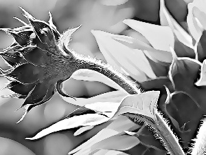 Sunflower, Fractalius