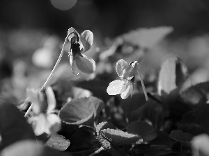 fragrant violets, Flowers