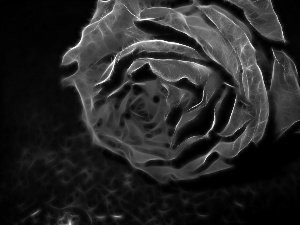 rose, Fraktal