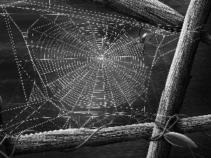 frame, net, Spider