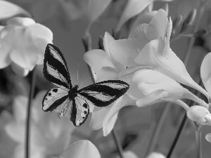 Yellow, Colourfull Flowers, freesia, butterfly