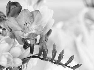 Freesias, Flowers, color