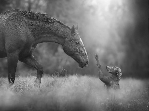 dog, Horse, friends, feet