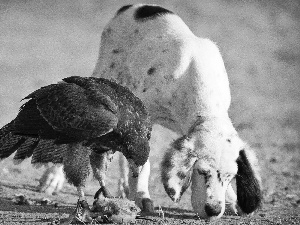 friends, dog, eagle