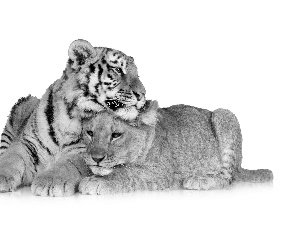 friends, Lioness, tiger