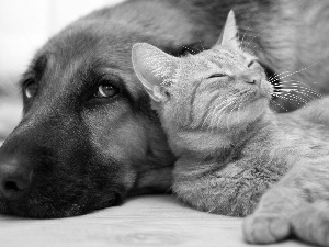 friendship, dog, cat