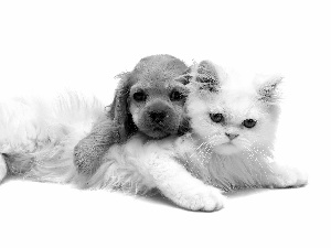 friendship, cat, dog