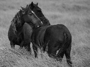 friendship, bloodstock, Meadow