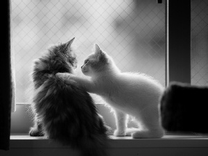 friendship, cats, Window