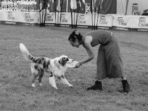 Frisbee, fetch, Border Collie, Women, dog