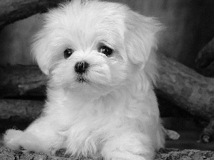 White, Bichon frise