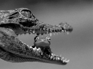frog, mouth, Crocodile