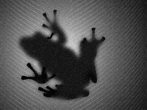 shadow, Frogs
