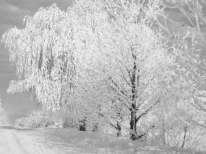 forest, drifts, Frost, snow