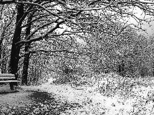 Frost, grass, forest, snow, Bench