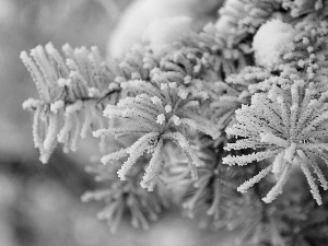 Frost, spruce, rime