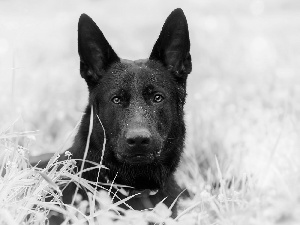 grass, German Shepherd, frosted