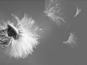 puffball, fructification, dandelion, common