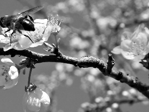 Blossoming, bee, Fruit Tree, branch