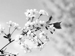 Blossoming, trees, fruit, twig