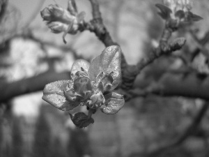 apple-tree, trees, fruit, Colourfull Flowers