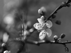 White, trees, fruit, Colourfull Flowers