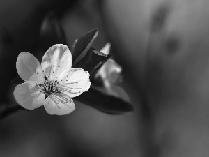 White, trees, fruit, Colourfull Flowers