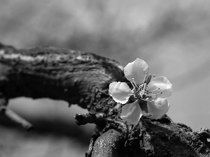 White, trees, fruit, Colourfull Flowers